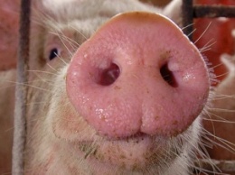 Сколько будет стоить свинина в конце года?