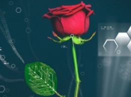 Ученые смогли вырастить провода внутри роз