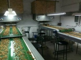 В Винницкой обл. экспортеры скрыли от бюджета 70 млн гривен налогов за орехи