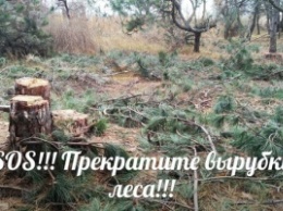 Фотофакт: в Запорожской области уничтожают хвойный лес