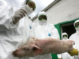 Африканская чума свиней добралась до Доманевского района