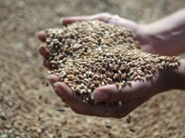 Украина готова поставлять зерно в Турцию вместо РФ