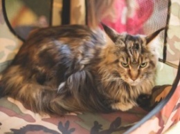 Мисс-кис 2015: в Ужгороде выбрали самую лучшую кошку (ФОТО)