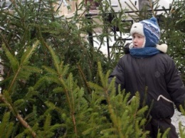 На Николаевщине до 10 декабря определят места для продажи елок