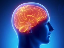 Нейробиологи опровергли существование "женского" и "мужского" мозга