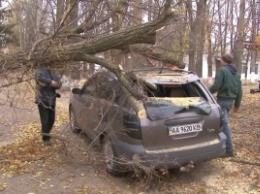 В Тернопольской области шквальный ветер оставил без электроснабжения 79 населенных пунктов