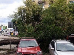 В Одессе бушует непогода: повалены деревья, снесен шифер с крыш