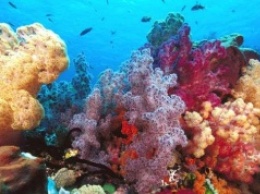 Ученые предупредили, что океанские просторы населяют новые формы жизни