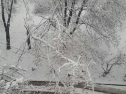 Последствия сильного снегопада в Харькове: упало боле 500 деревьев, есть перебои с электричеством