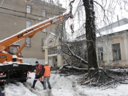 В Харьковской обл. из-за снегопада дерево придавило женщину, она погибла