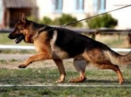 Пограничники приняли в свою команду собаку, которая прибежала к ним из оккупированного Крыма, - Слободан