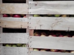 СБУ не допустила ввоза в "ДНР" более 15 т фруктов