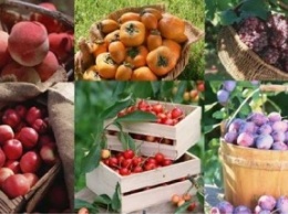 Россия вводит ограничения на поставку фруктов и овощей, которые ввозятся через Белоруссию