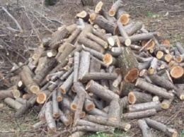 На Днепропетровщине задержали мужчин за незаконную вырубку деревьев «на дрова для отопления»
