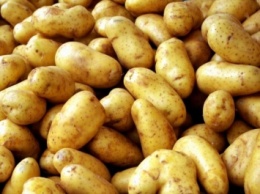 Мошенник увел 6,5 тонн картофеля из-под носа владельца