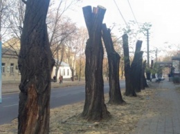 Сенкевич: Полиция должна задерживать людей, уродующих деревья