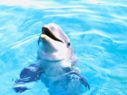 Ученые выяснили, как дельфины видят людей (ФОТО)