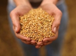 США повысили прогноз экспорта пшеницы из Украины