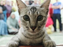 В сети набирает популярность «фотобомба» с котом на семейном снимке