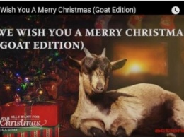 Вслед уходящему году: шведы выпустили альбом рождественских песен, исполненных козами
