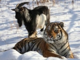 Козел Тимур поправился за время дружбы с тигром Амуром