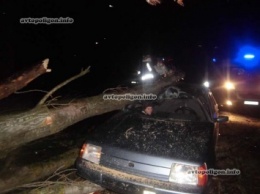 На Киевщине дерево упало на автомобиль ЗАЗ Славута. ФОТО