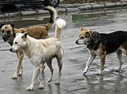 В Днепропетровской обл. чиновники присвоили 2 млн грн, выделенных на бездомных животных