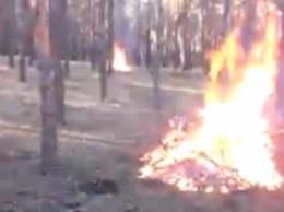 Николаевский активист обвинил участкового из Мешково-Погорелово в покрывании незаконной вырубки деревьев