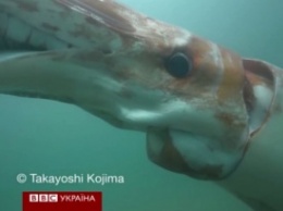 Японские рыбаки сняли гигантского кальмара