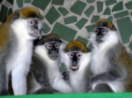 Год Красной обезьяны в Николаевском зоопарке ждали целых 60 лет!