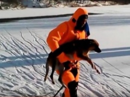 В Полтавской области спасатели вытащили из ледяной реки бездомного пса