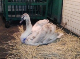 В Николаевском зоопарке – новый постоялец: молодой лебедь-шипун, которого отбили от собак