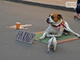 В Николаеве собака, которая собирала деньги «на кашу» ищет нового хозяина