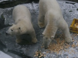 Мишки очень любят&8230; Как в Николаевском зоопарке празднуют именины белого медведя