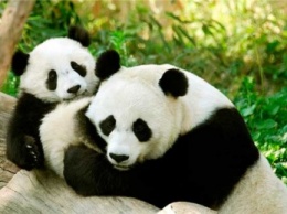 Число панд в заповедниках Китая увеличилось вдвое за 10 лет