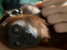 Суд в США отказал обезьяне в авторском праве на селфи