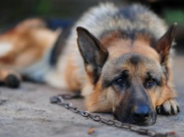 В Венгрии запретили держать собак на цепи