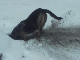 На Николаевщине беременная собака, в поисках тепла, прорыла "тоннель к банку"