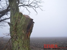 Довели! В Николаевской области жители вынуждены заниматься повальной вырубкой деревьев (ФОТО)