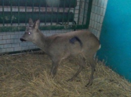 В Николаевском зоопарке – новый постоялец: молодая косуля, которую сбило авто под Первомайском