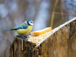 Фотофакт: запорожцы покормили птиц на острове