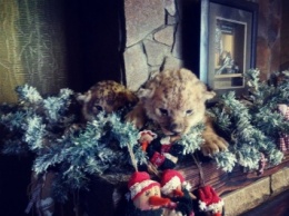 Под Новый год в запорожском зоопарке родились львята, - фотофакт