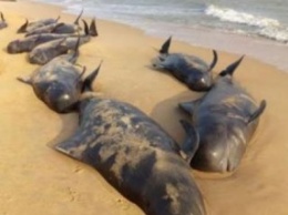 В Индии 100 дельфинов выбросились на берег