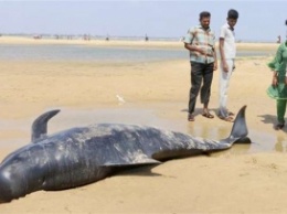 Десятки китов погибли, выбросившись на пляжы Индии (ФОТО)