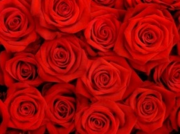 «Миллионы алых роз» от Криворожского исполкома