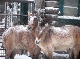 Снежный восторг: звери в николаевском зоопарке обрадовались приходу зимы