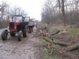 Трое жителей Одесской области незаконно вырубили деревья на более чем полмиллиона гривен
