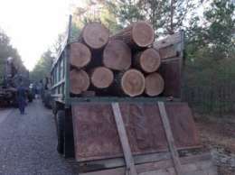 Арестованное в Луганской области дерево предназначалось для строительства боевиками оборонных укреплений