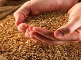 Украинская экспортная пшеница уже не падает в цене