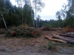 Киевской области вернули 20 га леса